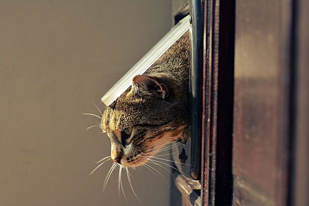 How To Secure Your Pet Door Against Burglary - Commandex