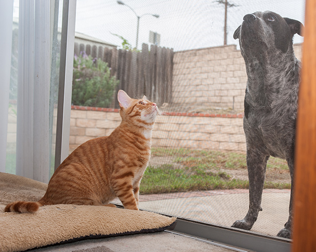 Protecting Your Screen Door From Pets, Stop Cat Opening Sliding Door