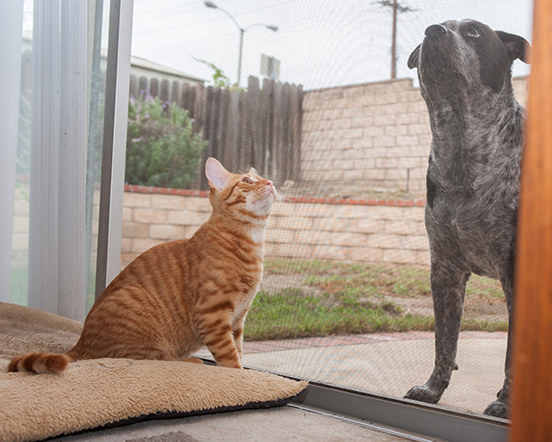 cat keeps scratching door